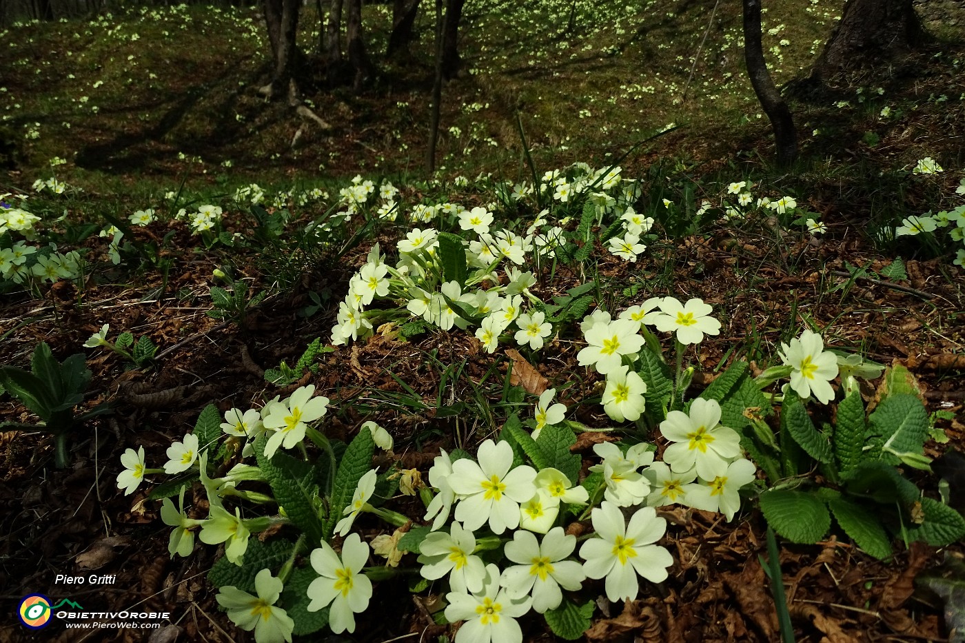 31 Primule gialle (Primula vulgaris).JPG